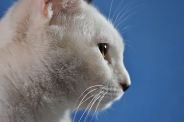 Gato blanco perfil