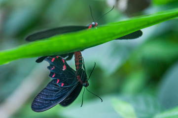Deux papillons © Mathieu