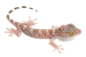 Tokay Gecko (Gekko gecko) isolated on white background.