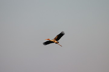 close up of male painted stork flight in the sky, bird background