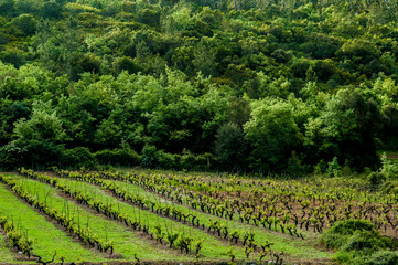 Fototapeta na wymiar landscape of a vineyard