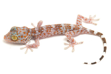 Tokay Gecko (Gekko gecko) isolated on white background.