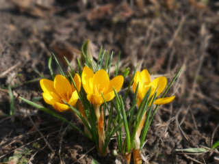 Blooming yellow crocuses of cultivar Early Gold on a blurred background with selective focus.