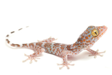 Tokay Gecko (Gekko gecko) isolated on white background.
