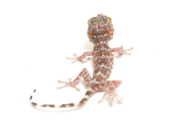 Tokay Gecko (Gekko gecko) isolated on white background.