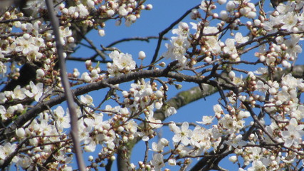 flowering tree in spring. tree with white flowers on branches.