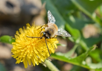 bee collects nectar on a dandelion, yellow dandelion, flower, green grass, yellow pollen