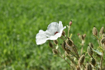 Flor silvestre