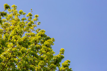 Green Leaves and Blue Sky