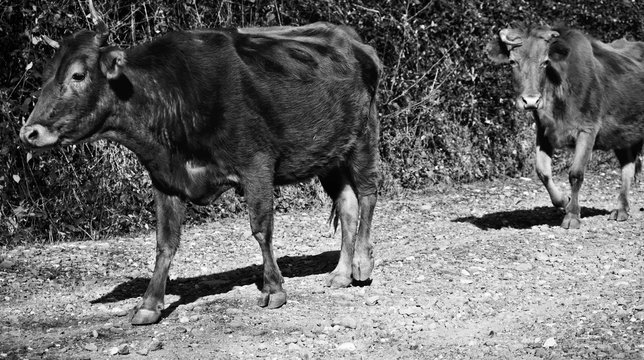 Local Cows In Samegrelo - Georgia