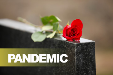 Red rose on black granite tombstone outdoors. Outbreak of pandemic disease