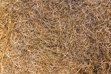 Dry straw surface. Reeds background and texture.