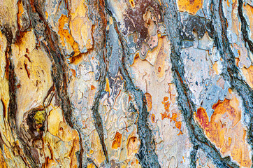 Pine Bark Texture