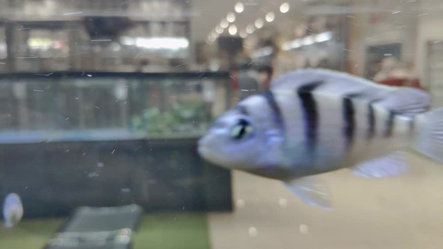 Female Kenyi Cichlid fish swimming in large aquarium, tracking shot
