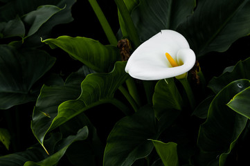 beautiful Calla lilie close up © Guaraciaba