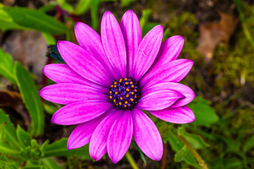 Obraz premium Purple Gerbera Yellow Centres