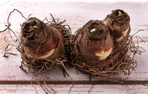 The bulbs of the eukomis plant, which is also called pineapple lily, before planting in the ground in spring on a wooden background close-up, top view.