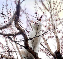 A cute white-red cat sits on a flowering apricot tree among the branches in spring. Blurred background, selective focus.