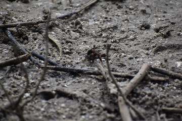 Crabs 