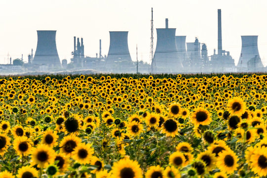 Pitești Romania, The Piteşti Sud Power Station, a large thermal power plant and sunflower fields.