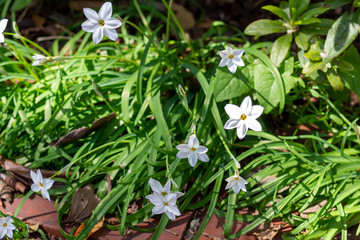 Star of Bethlehem 