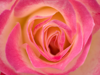 Close up of rose 