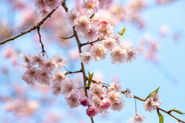 桜桜