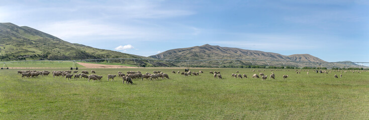 Naklejka na ściany i meble irrigation plant and sheep flock in green countryside, near Omarama, New Zealand
