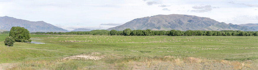 Fototapeta na wymiar sheep flock in green countryside, near Omarama, New Zealand