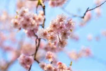 桜桜