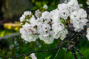 beautiful white flowers on a tree branch