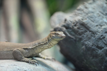 lizard on the ground 