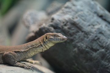 lizard on a rock