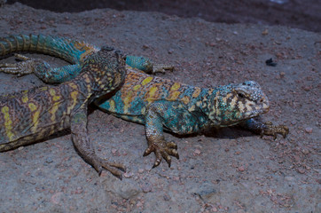 lucertola del deserto