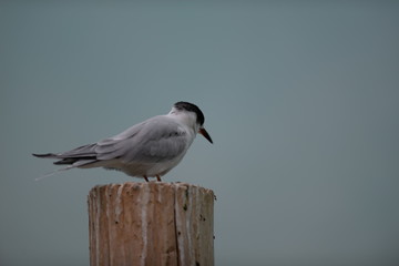 black headed gull