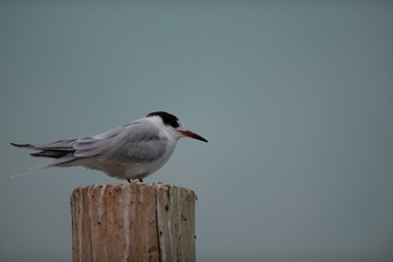 black headed gull