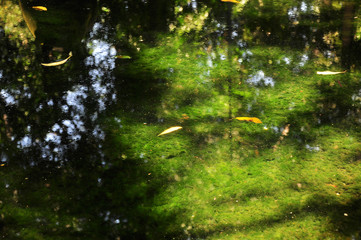 Obraz na płótnie Canvas モンキーフォレストの神秘的な池