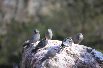 pigeon on the rocks