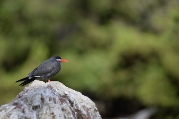 atlantic puffin or common puffin
