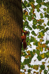 Wiewiórka  © wedrownik52