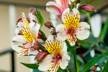 beautiful colored natural flowers close up