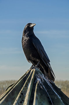corvo