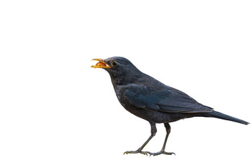 Chinese Blackbird on a white background.