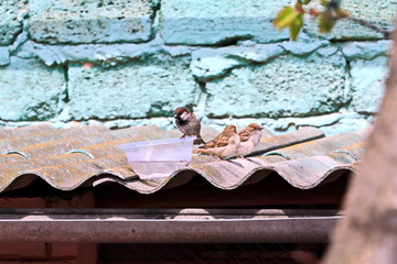 Fototapete bei efototapeten.de bestellen   