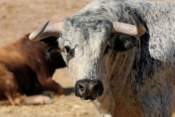 Bull in spain in the green field