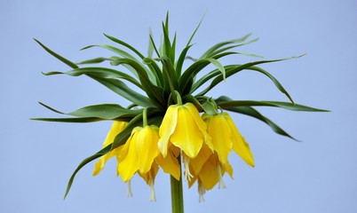 Kaiserkrone im Garten