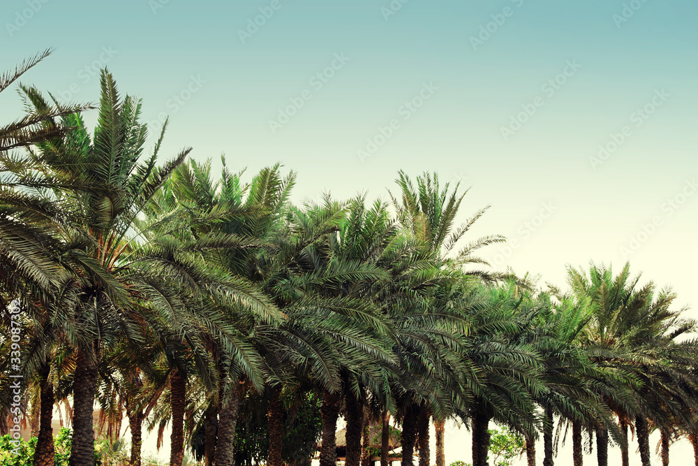 Poster beautiful tropical palm trees outdoors on sunny day