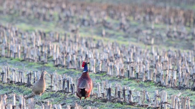 Pheasant cock with hen standing in the fields, mating time,  spring, (phasianus colchicus), germany
