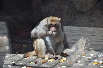 Macaque eats fresh fruits in the sun.
