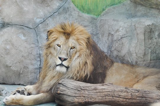 A lion lies near a fallen log.